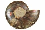 Cut & Polished Ammonite Fossil (Half) - Madagascar #317931-1